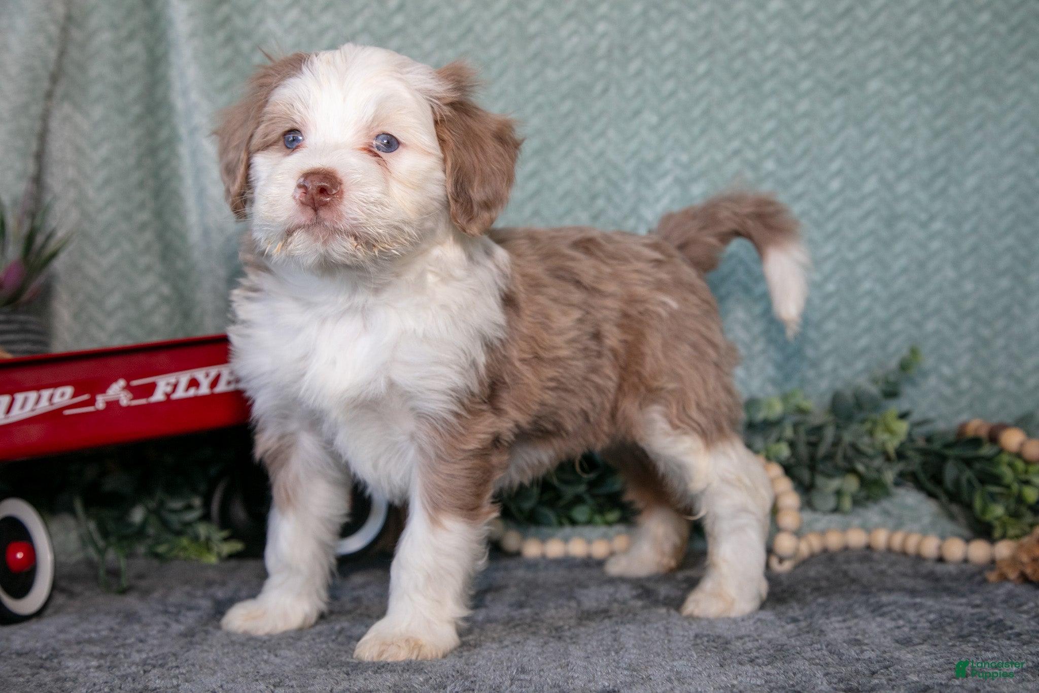 Mini Bernedoodle dogs Nash - Ad 1