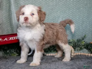 Mini Bernedoodle dogs for sale: Nash - Ad 2