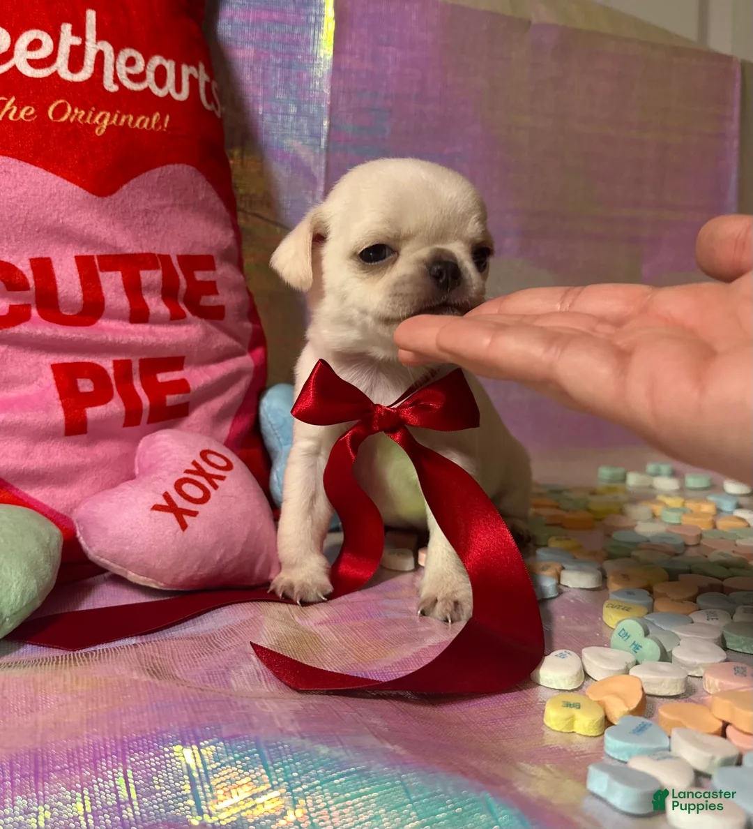 Pug dogs for sale: Nilla - Ad 3