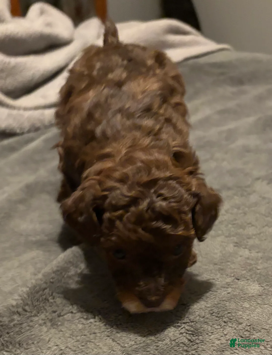 Toy Poodle dogs for sale: Chocolate  - Ad 3