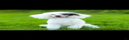 Miniature Poodle dogs for sale: Molly - Ad 7