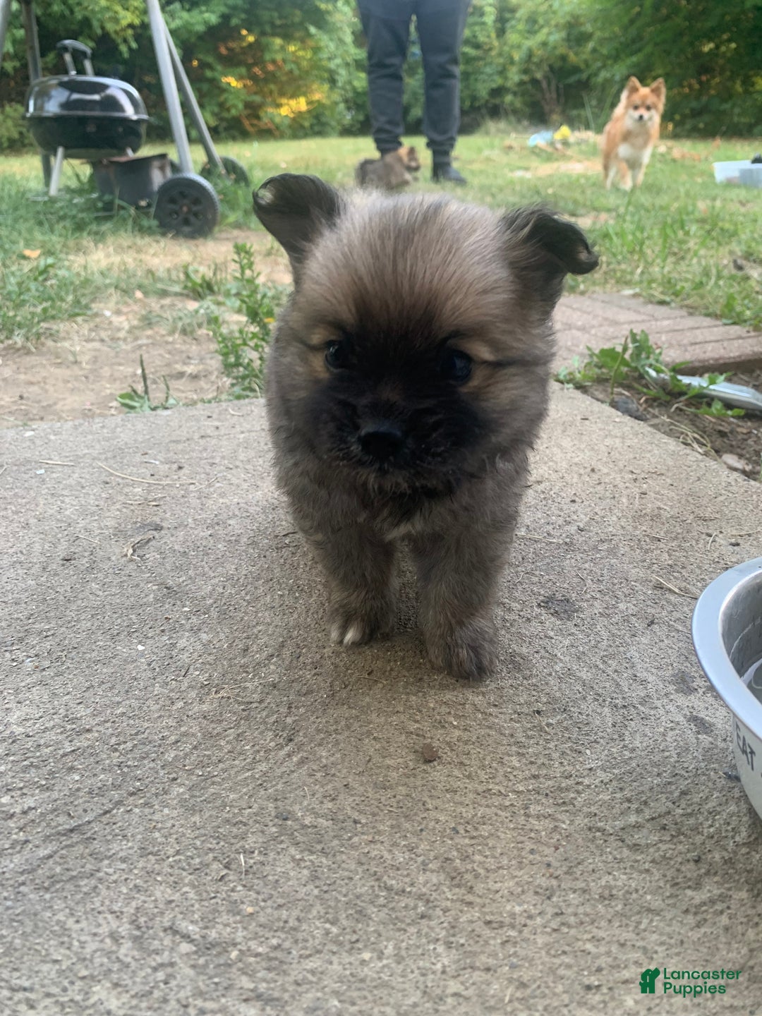 Pomeranian dogs for sale: Jerome - Ad 1