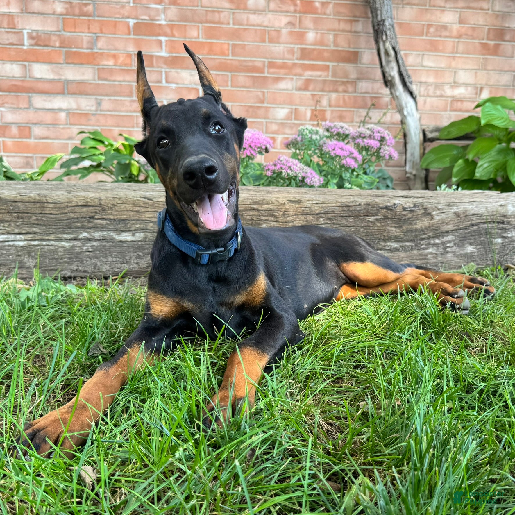 Doberman Pinscher dogs Amika - Ad 1