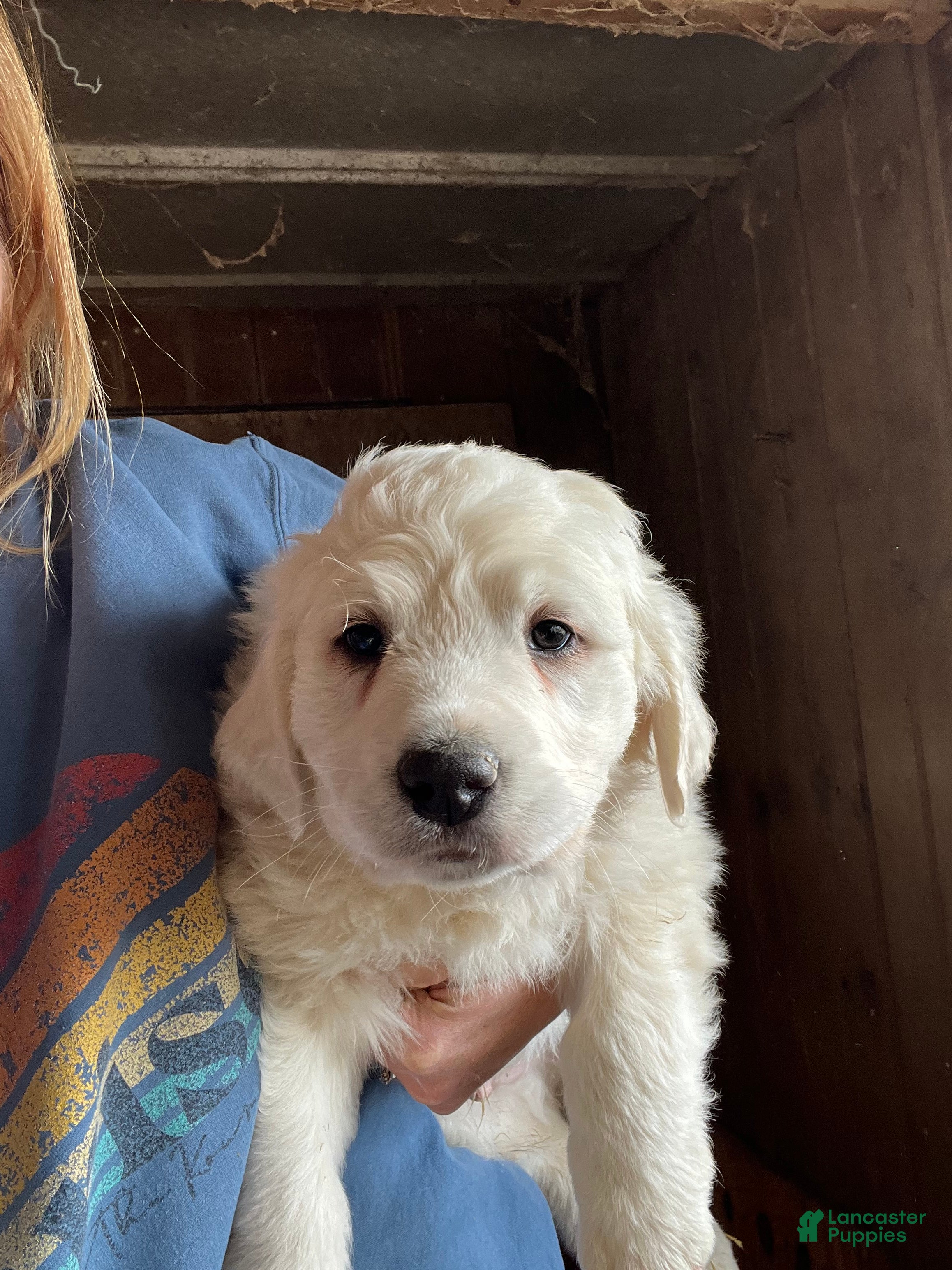 Great Pyrenees dogs Charlie - Ad 1