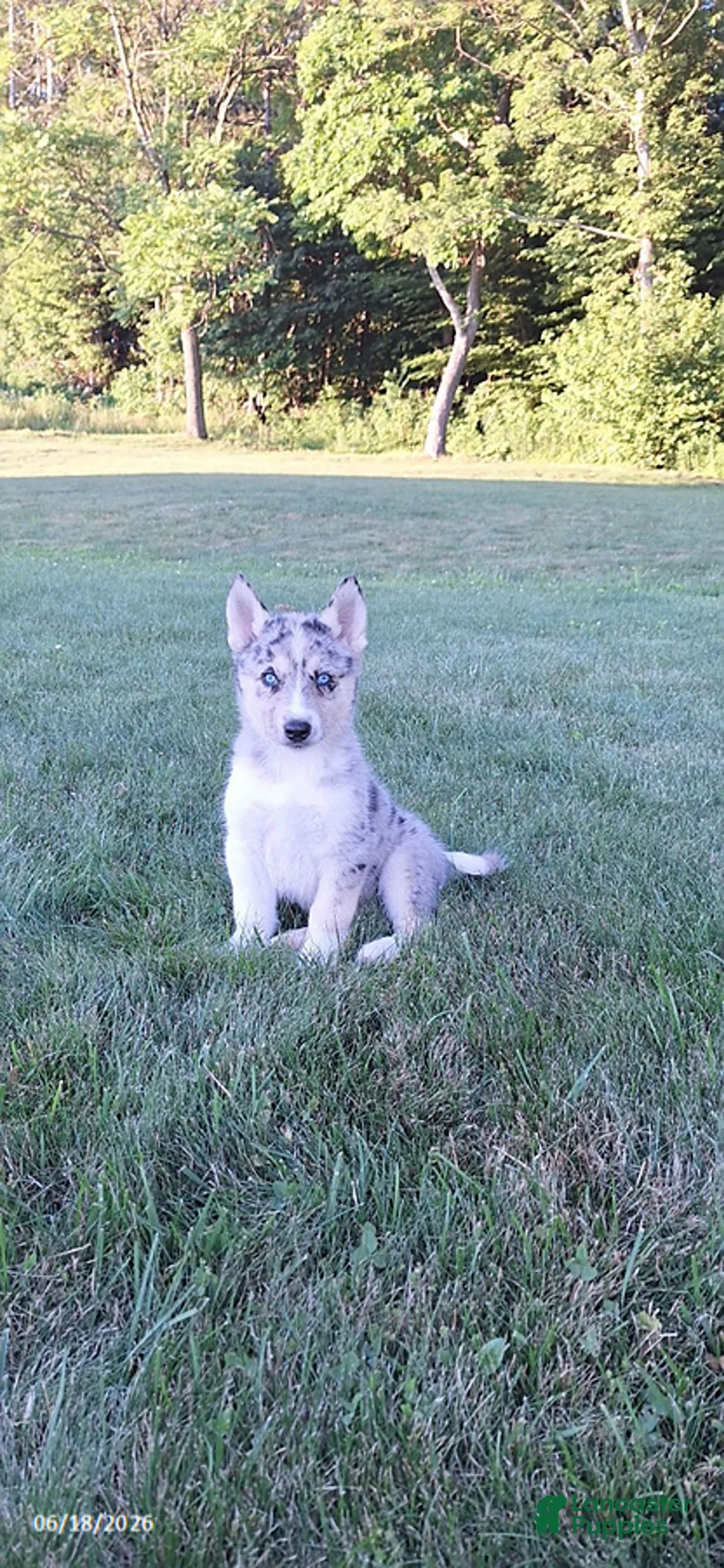 Mixed Breed dogs for sale: Wolf    - Ad 1