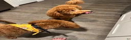 Goldendoodle dogs for sale: Waffle - Ad 5