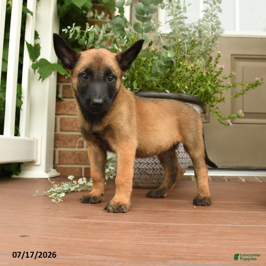 Belgian Malinois dogs Ruby - Ad 2