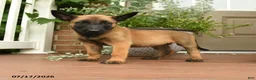 Belgian Malinois dogs for sale: Ruby - Ad 2