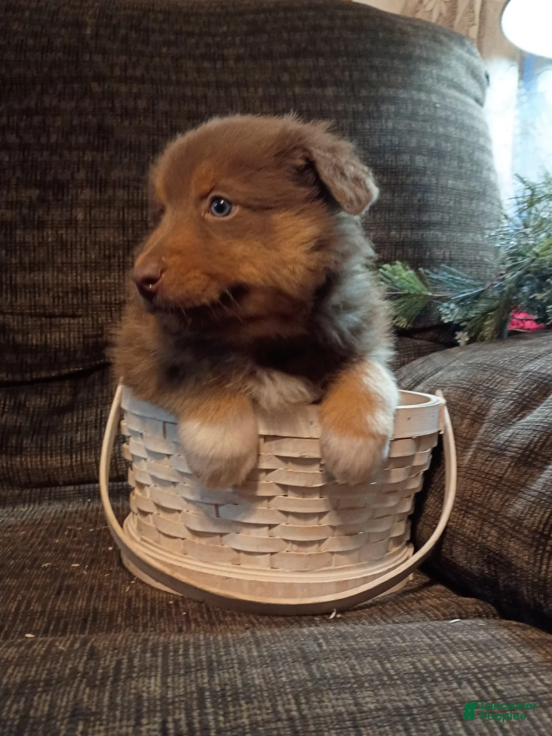 Australian Shepherd dogs for sale: Buster - Ad 3