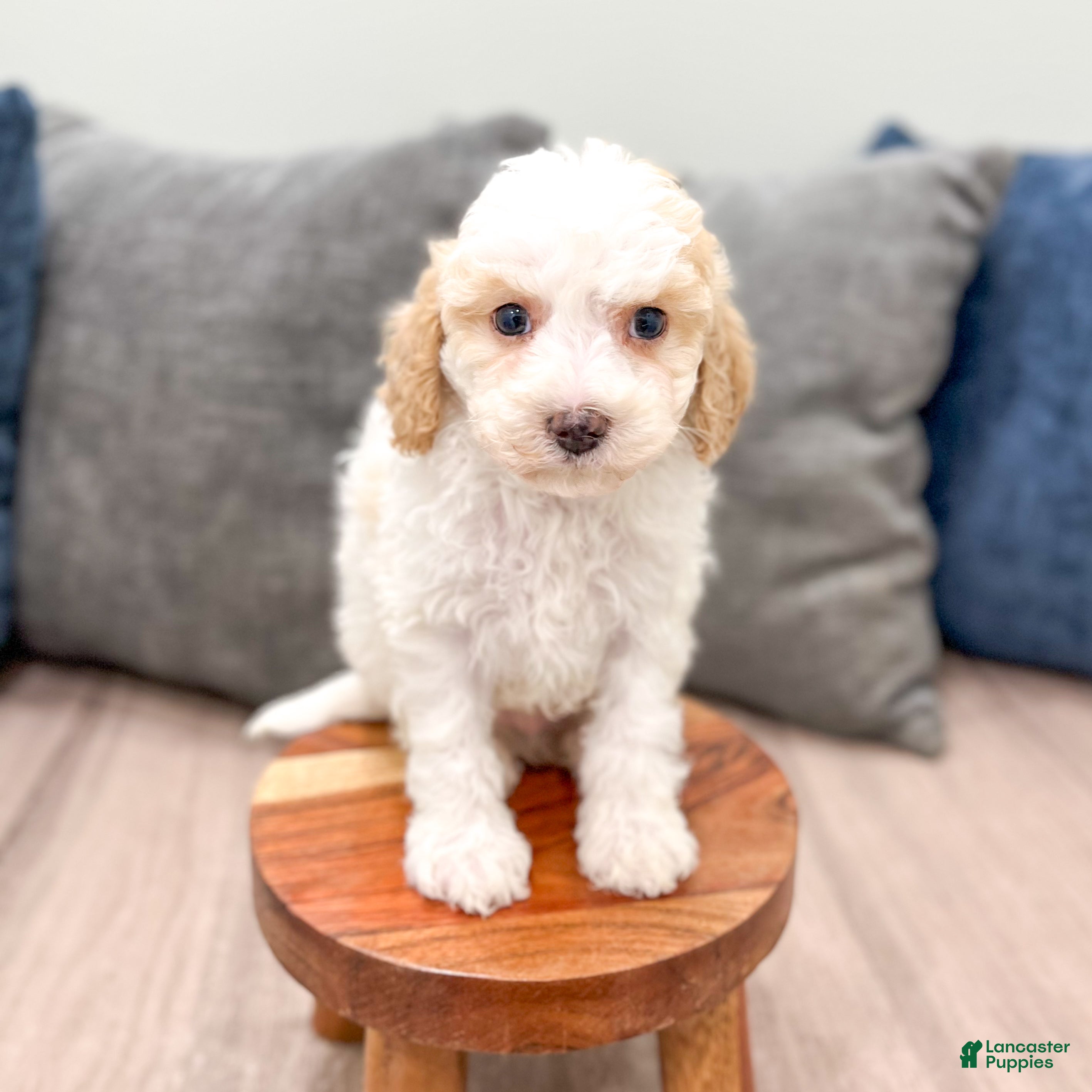 Cavapoo dogs Cody - Ad 2