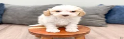 Cavapoo dogs for sale: Cody - Ad 2