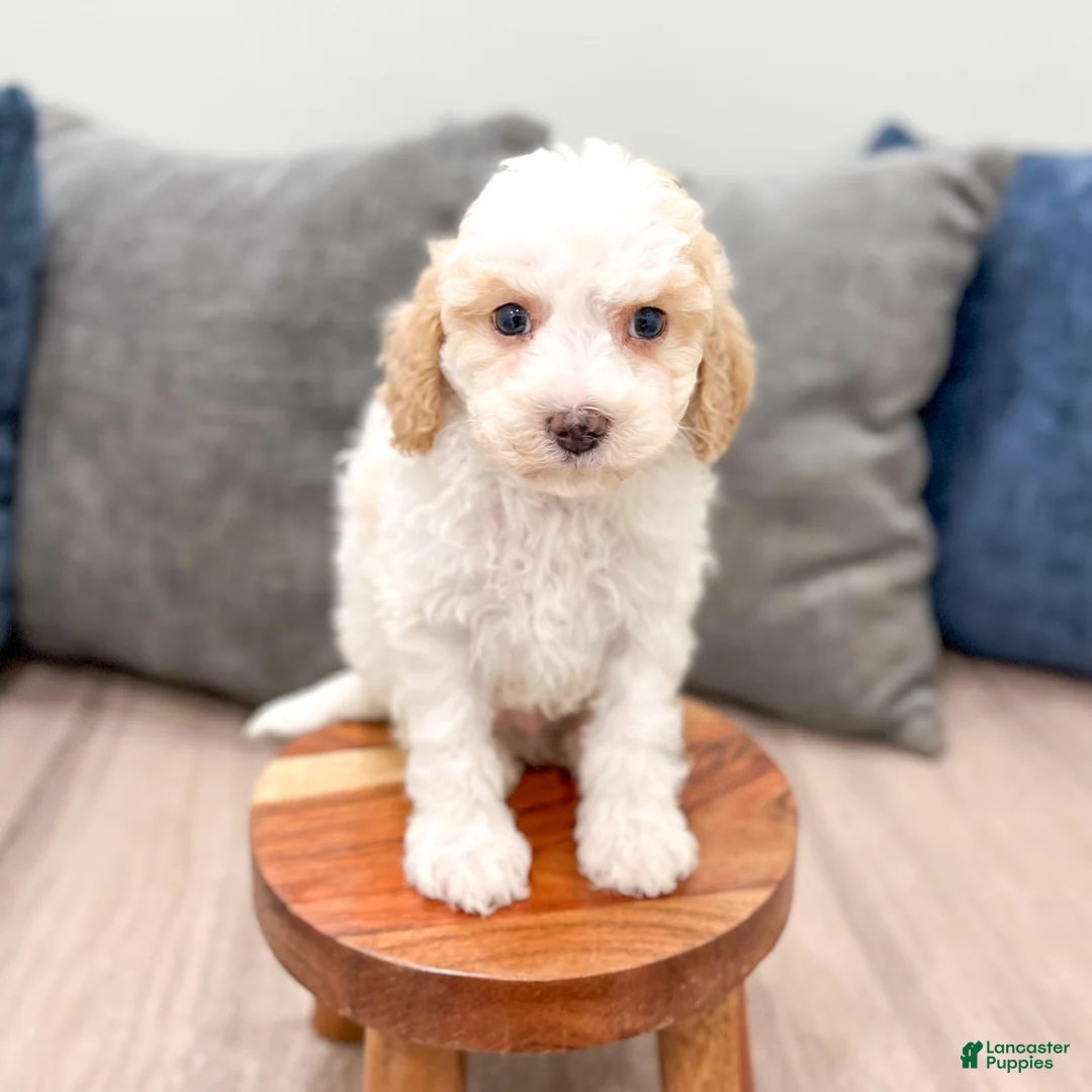 Cavapoo dogs for sale: Cody - Ad 2