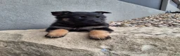 German Shepherd dogs for sale: Sasha - Ad 5