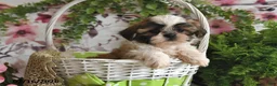 Shih Tzu dogs for sale: Micah - Ad 3