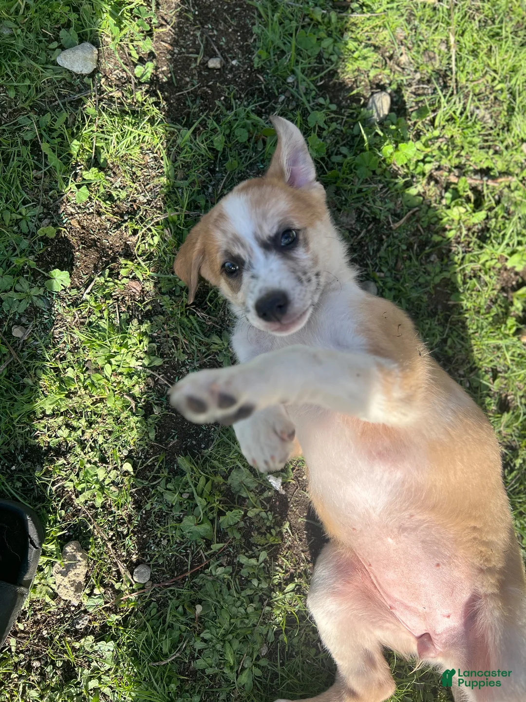 Mixed Breed dogs for sale: Mixed Breed 3 - Ad 1