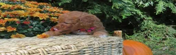 Mini Goldendoodle dogs for sale: Pumpkin - Ad 4