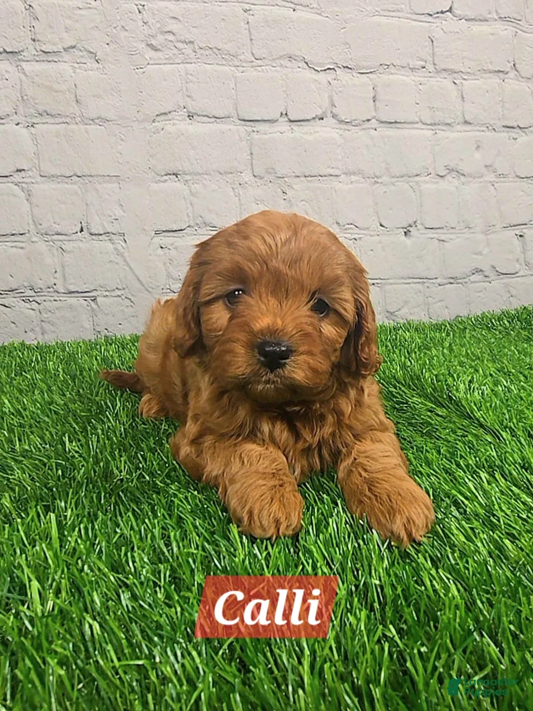 Cavapoo dogs for sale: Calli  - Ad 3