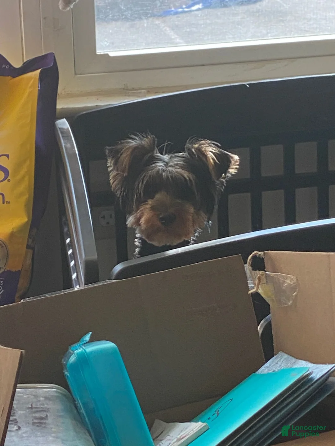 Yorkshire Terrier dogs for sale: Yorkshire Terrier 1 - Ad 2