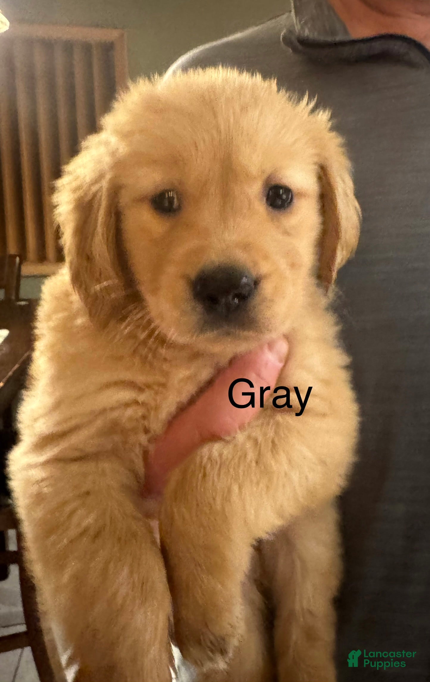 Golden Retriever dogs Gray - Ad 26