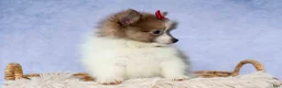 Pomeranian dogs for sale: Everest🐾 - Ad 10