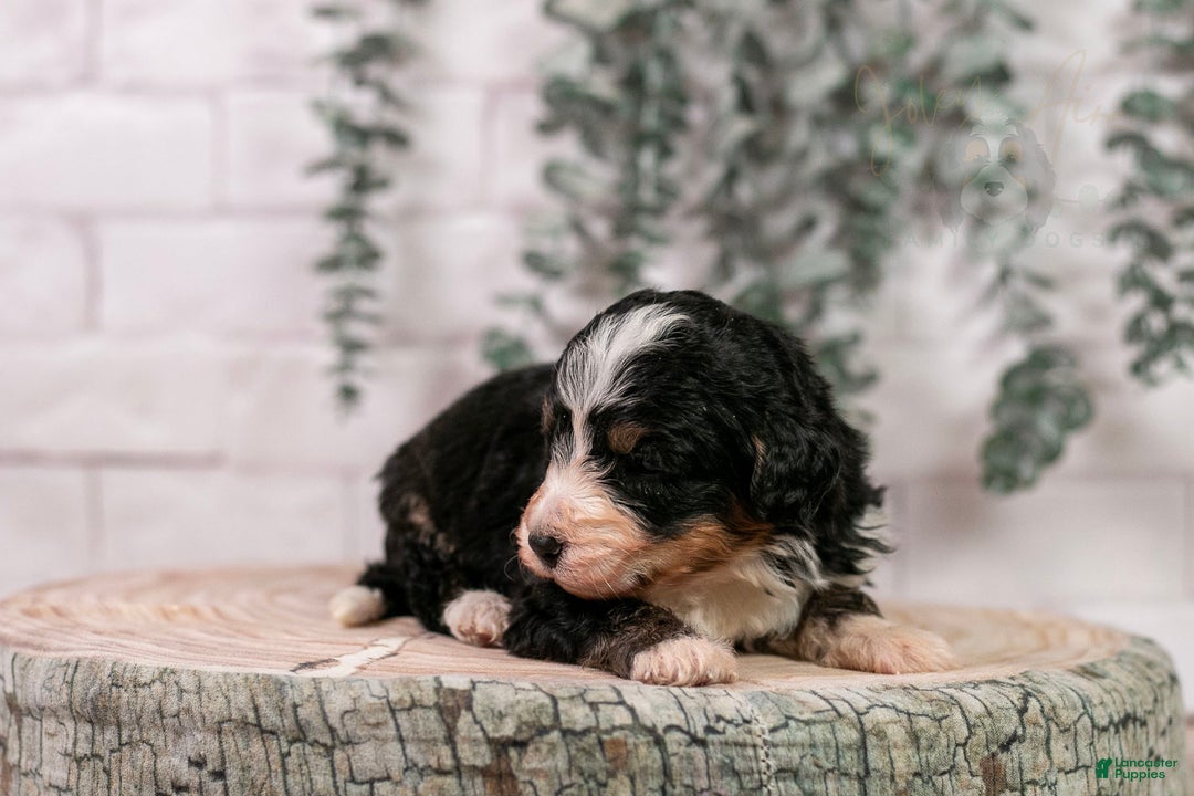 Bernedoodle dogs for sale: HalfPipe - Ad 16