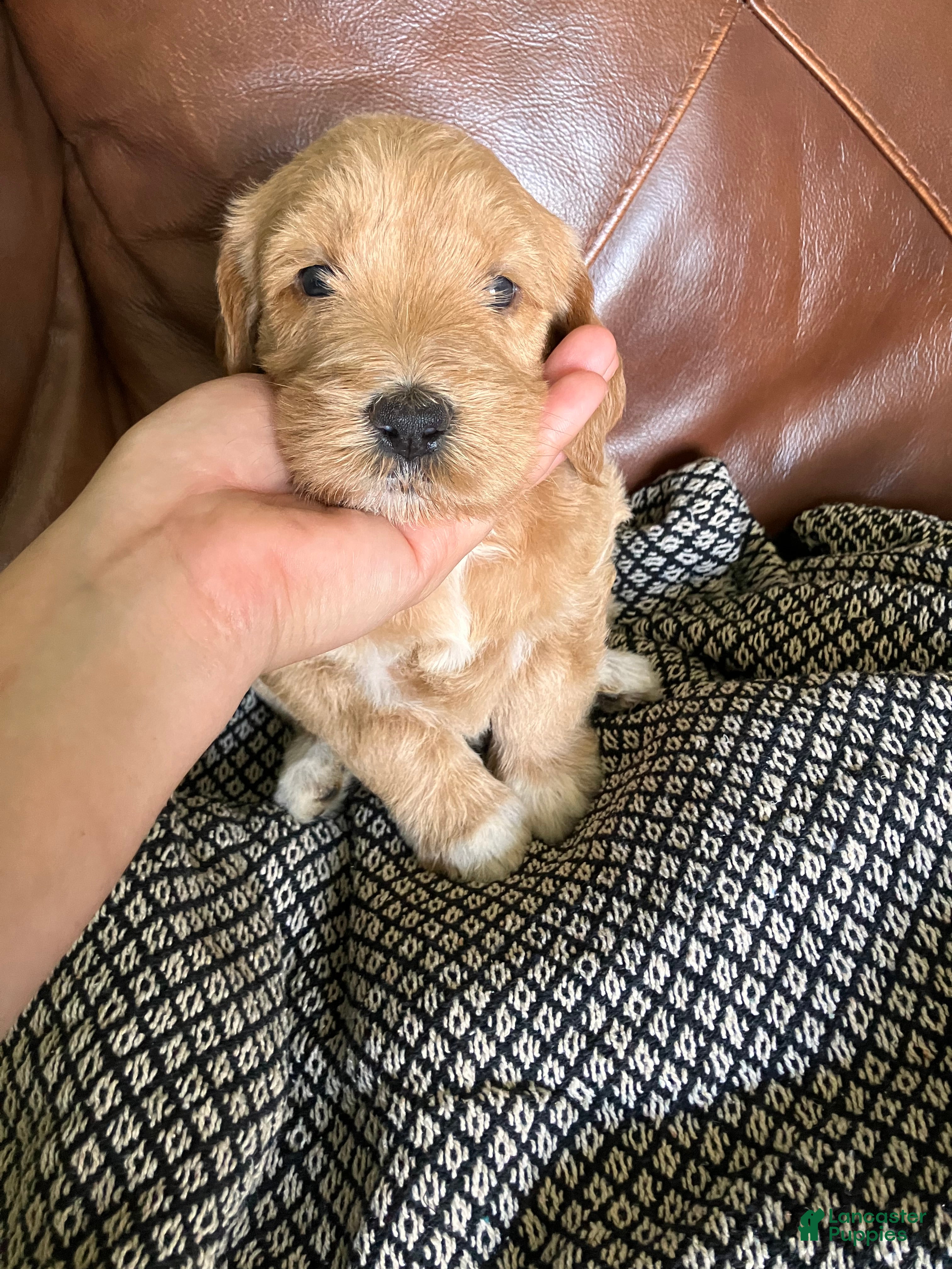 Labradoodle dogs Fresca - Ad 2