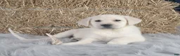 Labrador Retriever dogs for sale: Dustin - Ad 5