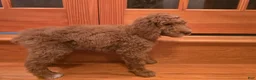 Standard Poodle dogs for sale: Hunter - Ad 8