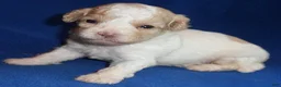 Shihpoo dogs for sale: Milo - Ad 9