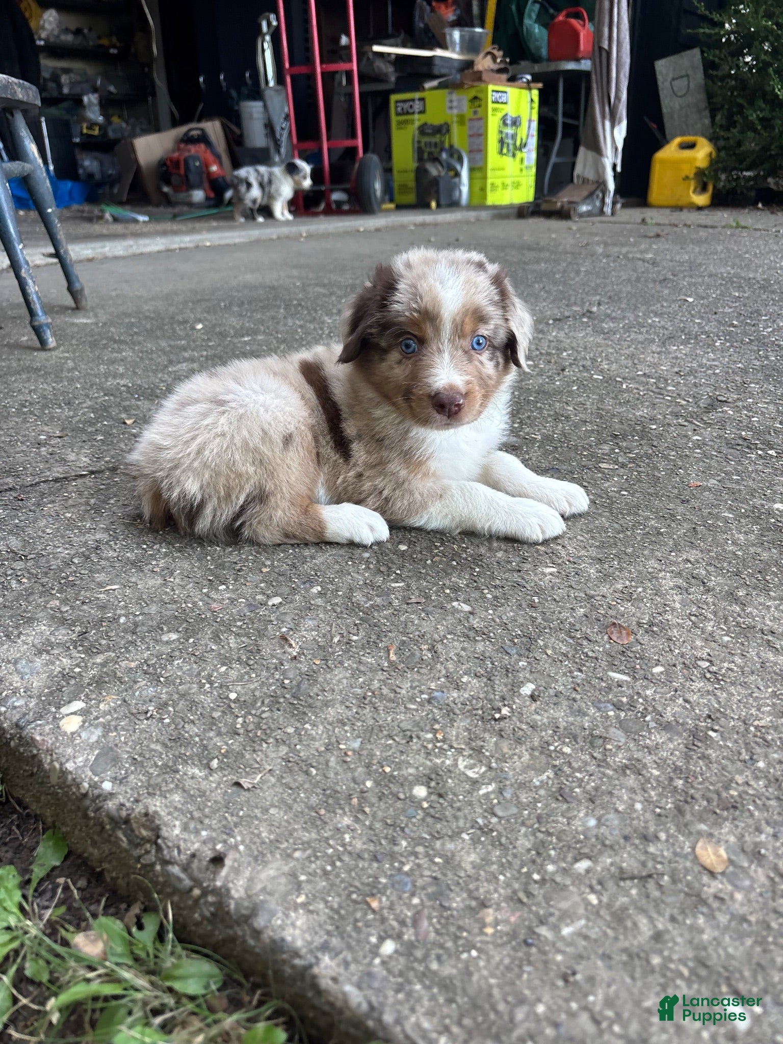 Australian Shepherd dogs Australian Shepherd 3 - Ad 4