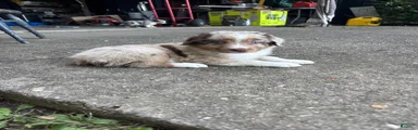 Australian Shepherd 3