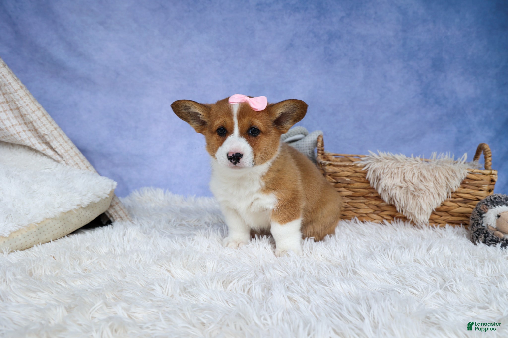 Welsh Corgi Pembroke dogs 🐾 MEET WREN 🐶❤️ - Ad 1