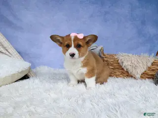 Welsh Corgi Pembroke dogs for sale: 🐾 MEET WREN 🐶❤️ - Ad 2