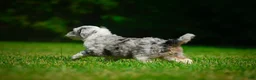 Mini Bernedoodle dogs for sale: Remi - F1B - Ad 3