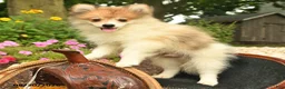Pomeranian dogs for sale: Ronnie - Ad 4