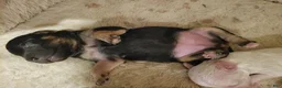 Bichpoo dogs for sale: Ember  - Ad 13