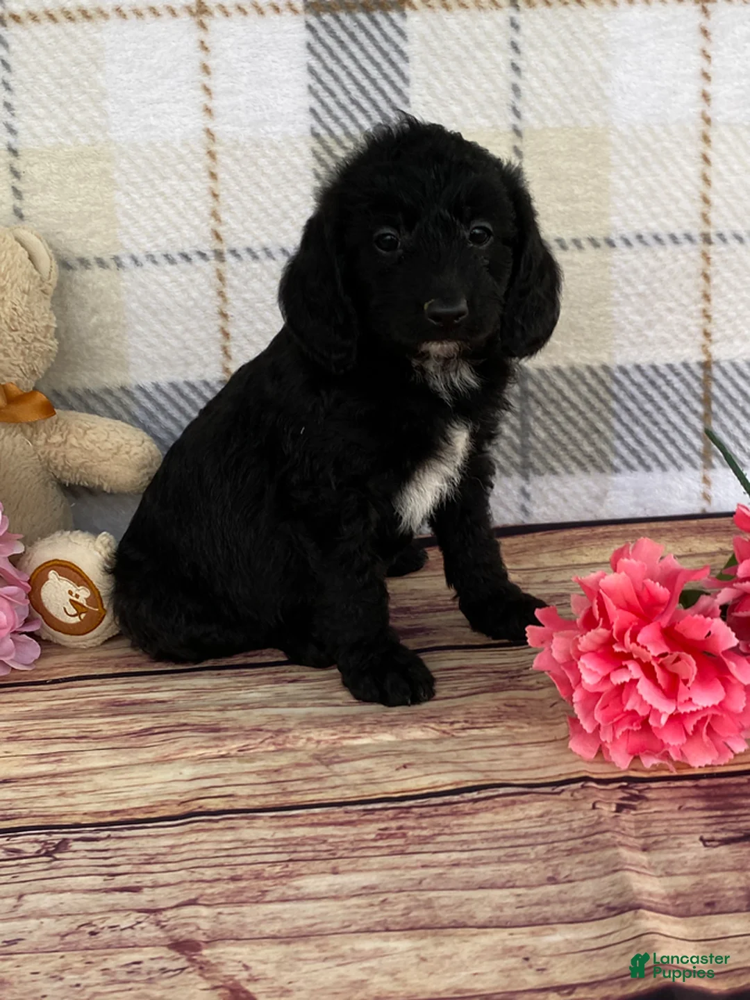 Miniature Labradoodle dogs for sale: Tabby - Ad 7