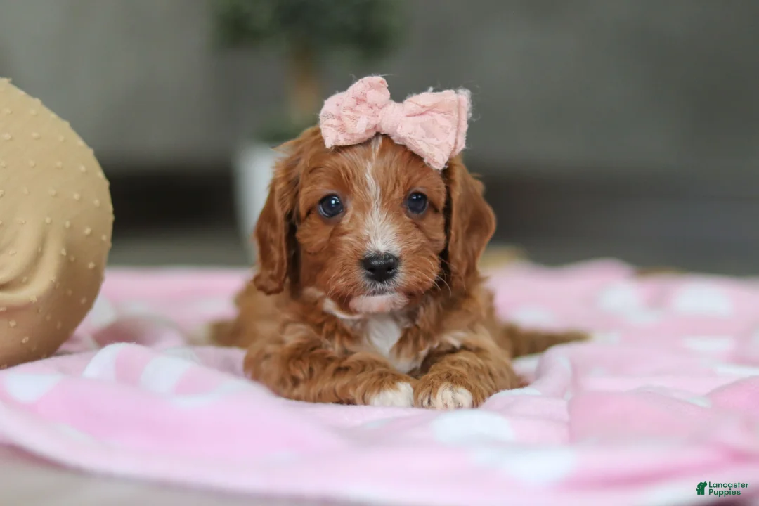 Cavapoo dogs for sale: Charlotte - Ad 10