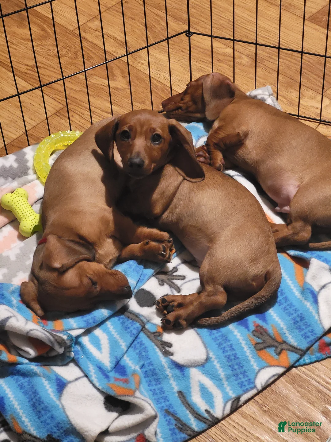 Miniature Dachshund dogs for sale: Miniature Dachshund Puppy 1 - Ad 2