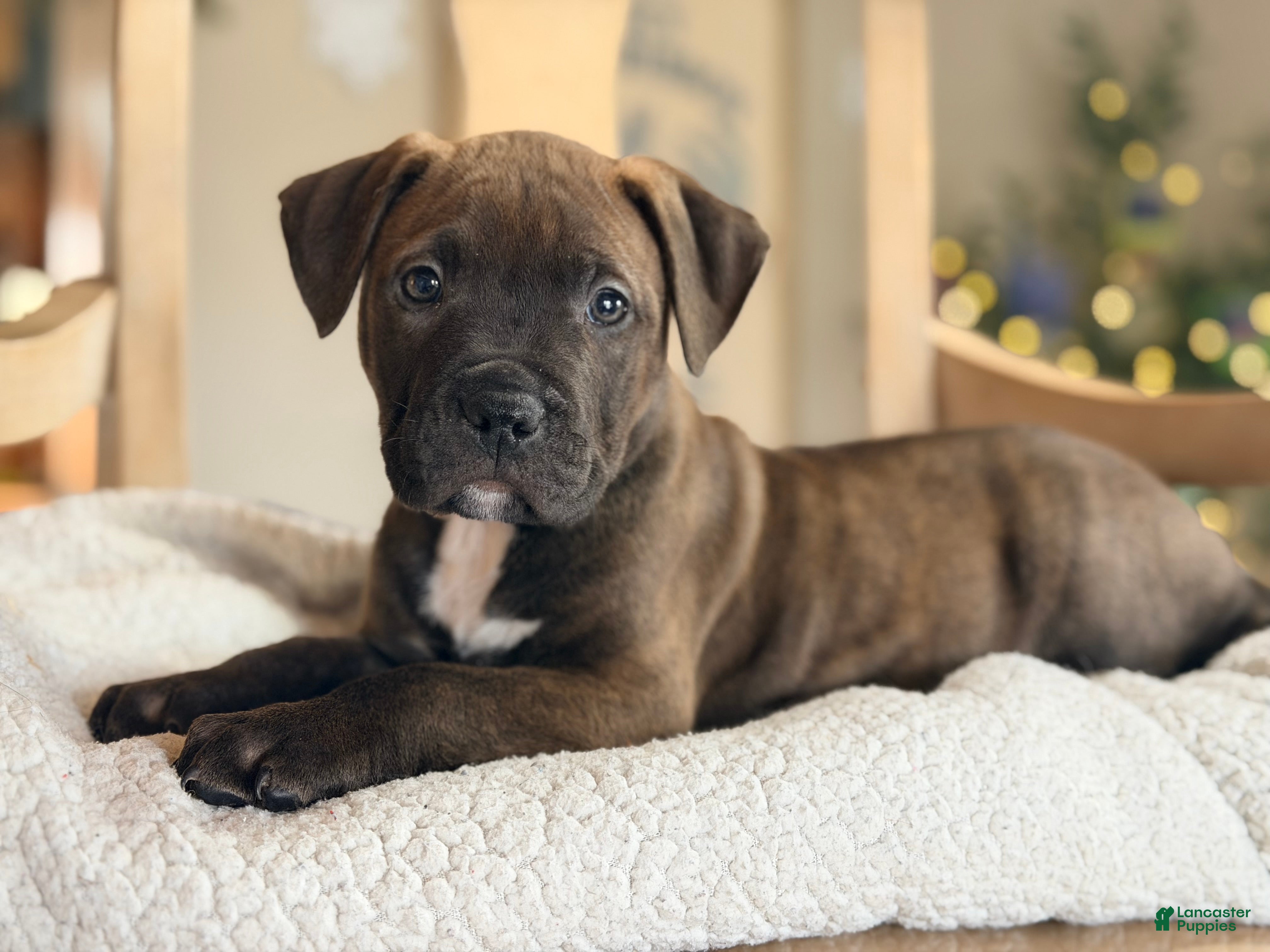 Mixed Breed dogs Tank  - Ad 5