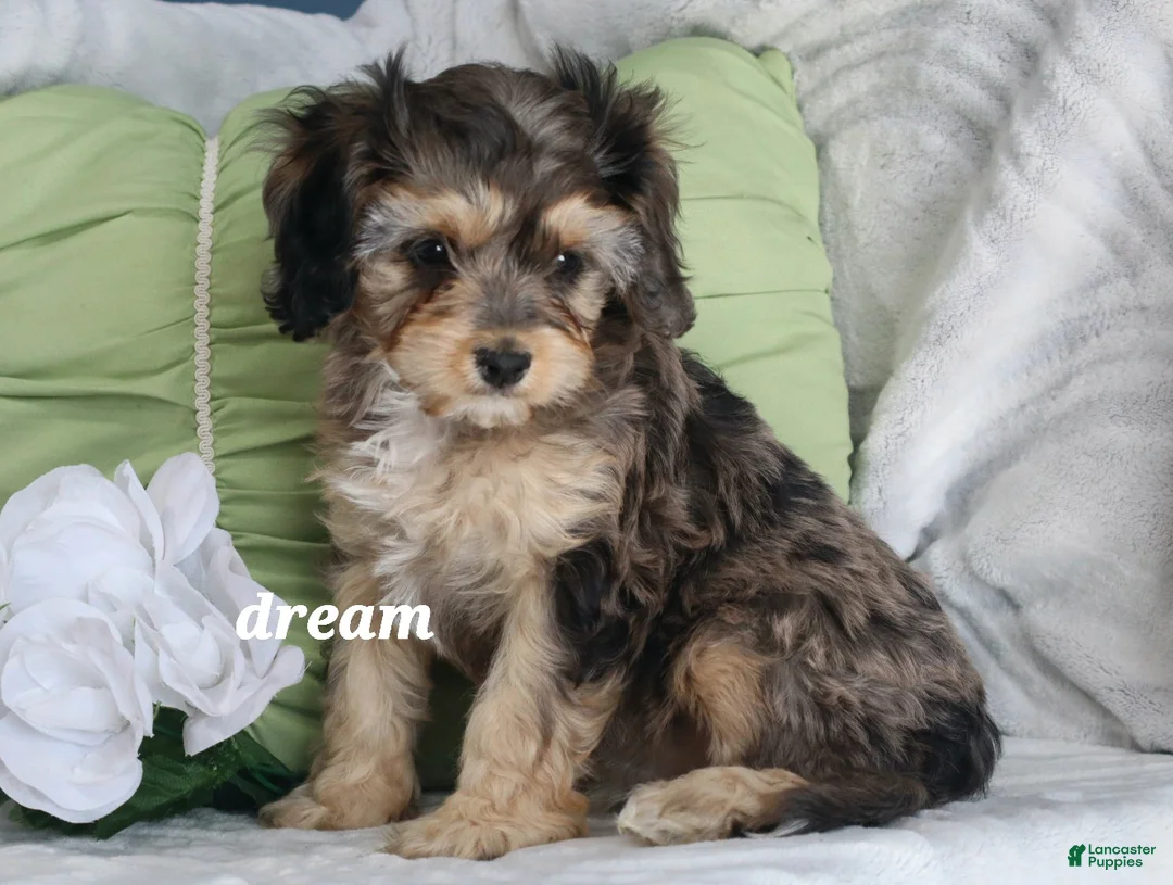 Cavapoo dogs for sale: Donovan - Ad 1
