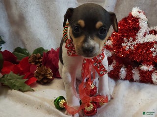 Rat Terrier dogs Taru - Ad 25