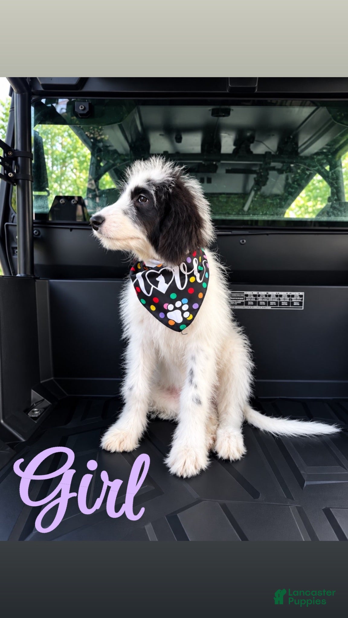 Mixed Breed dogs Mixed Breed 2 - Ad 1
