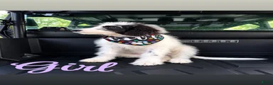 Mixed Breed 2