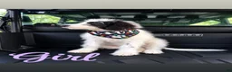 Mixed Breed dogs for sale: Mixed Breed 2 - Ad 1