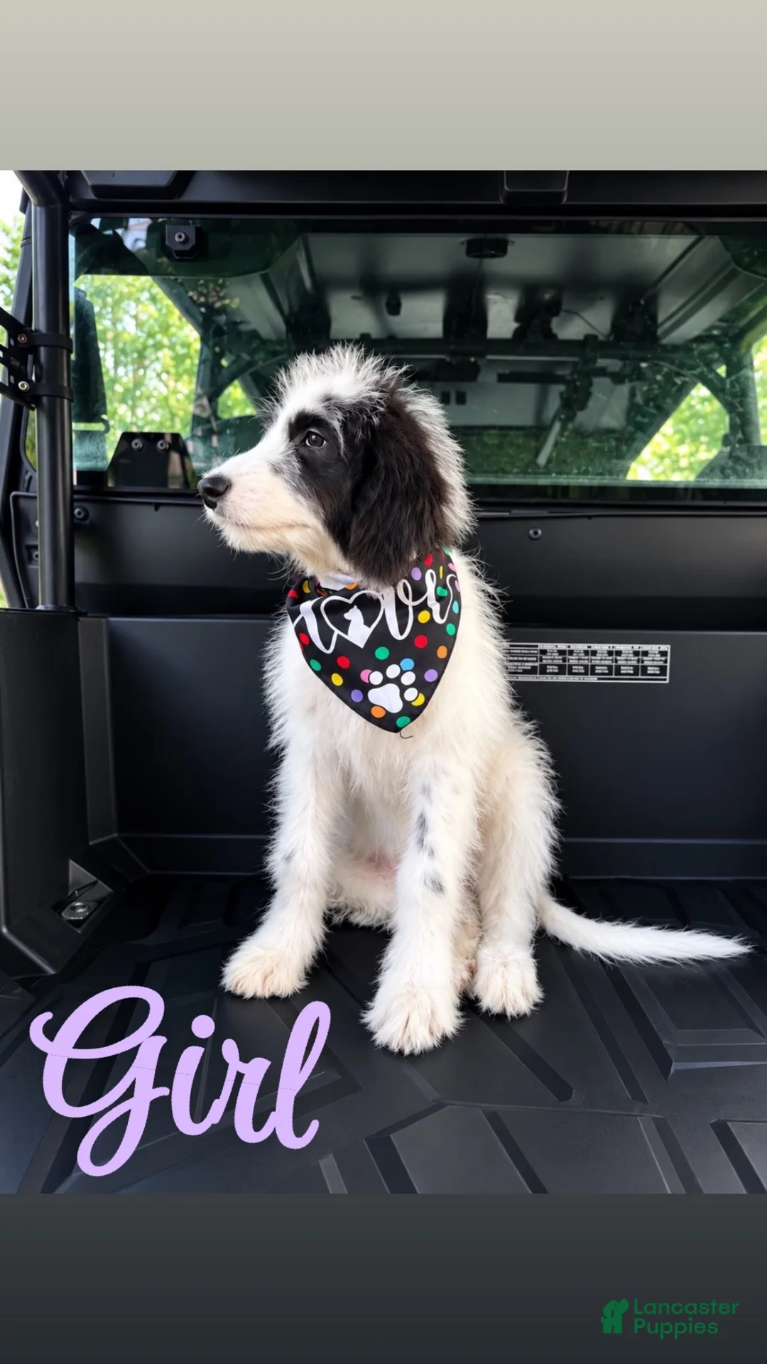 Mixed Breed dogs for sale: Mixed Breed 2 - Ad 1