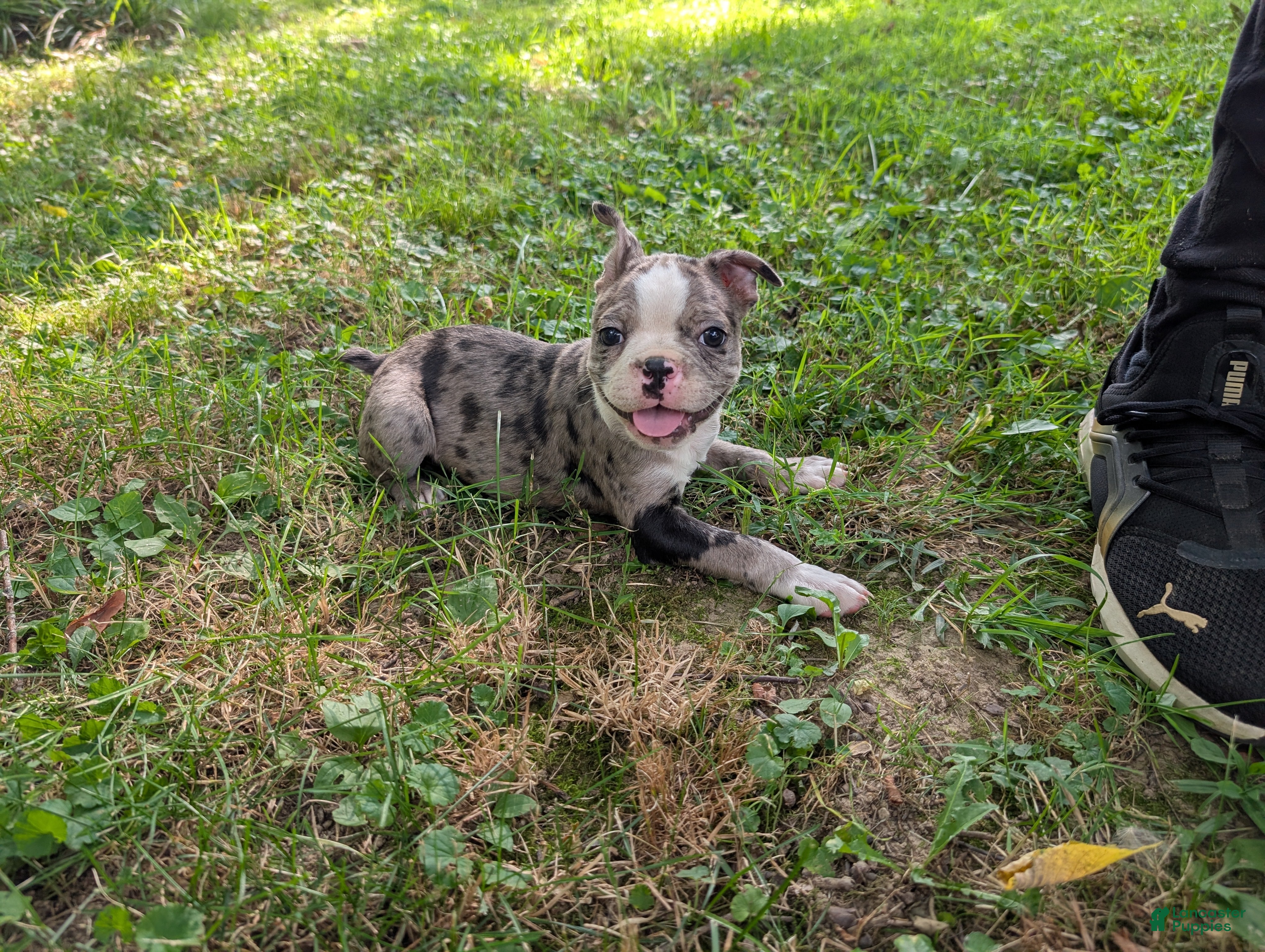 Frenchton dogs Johny - Ad 1