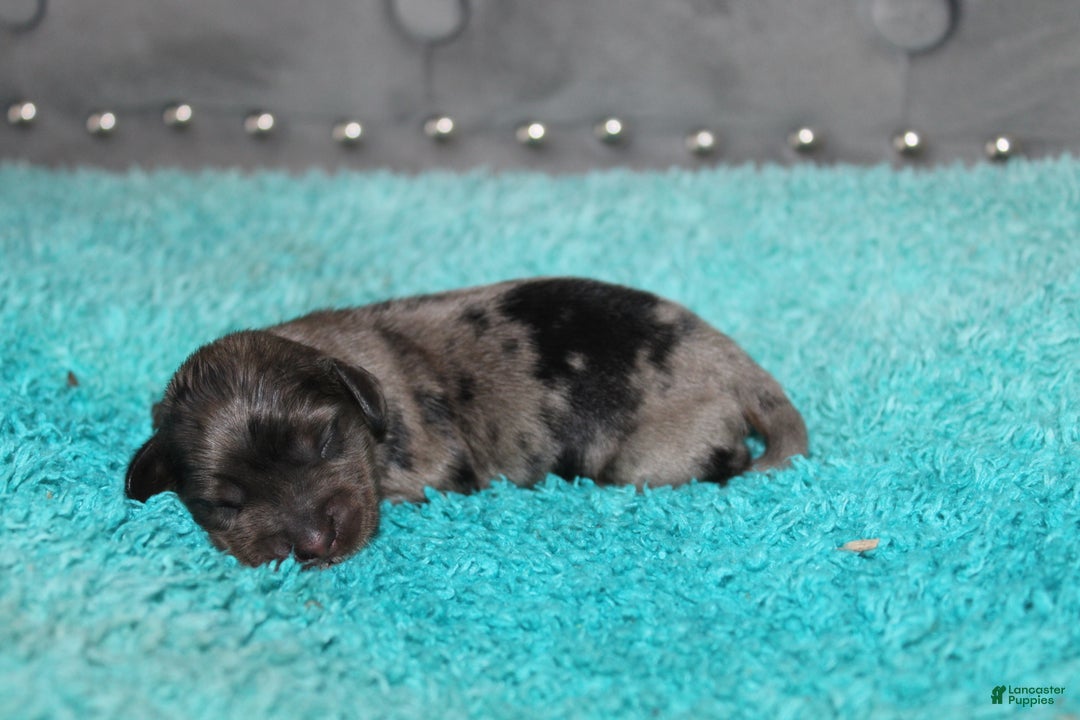 Miniature Dachshund dogs for sale: Molly Mini - Ad 2