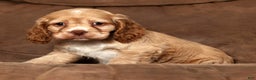 Cocker Spaniel dogs for sale: Holly - Ad 9