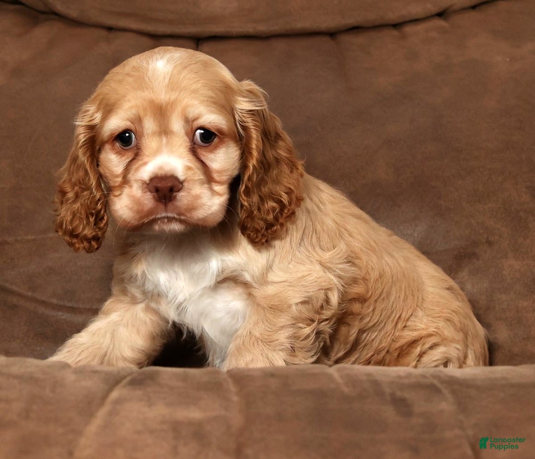 Cocker Spaniel dogs for sale: Holly - Ad 9